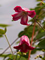 Clematis texensis Princess Diana IMG_7198 Powojnik